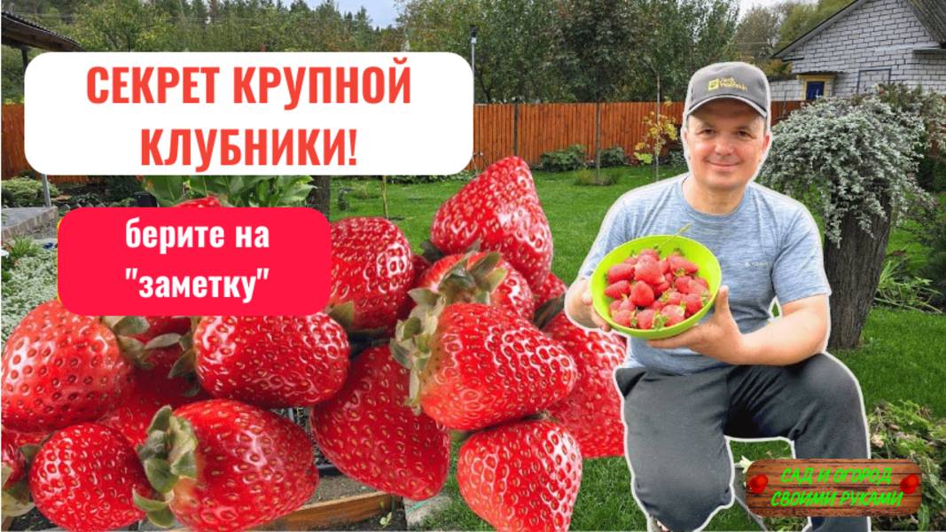 Всего одна подкормка и ягода на клубнике будет КРУПНОЙ! Копеечная [подкормка] клубники!!! смотреть онлайн