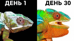 Я стал другом для хамелеона...