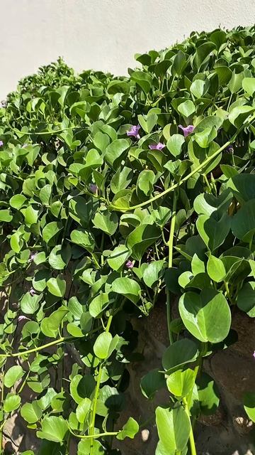 Ипомея двулопастная / Шарм / Египет смотреть онлайн