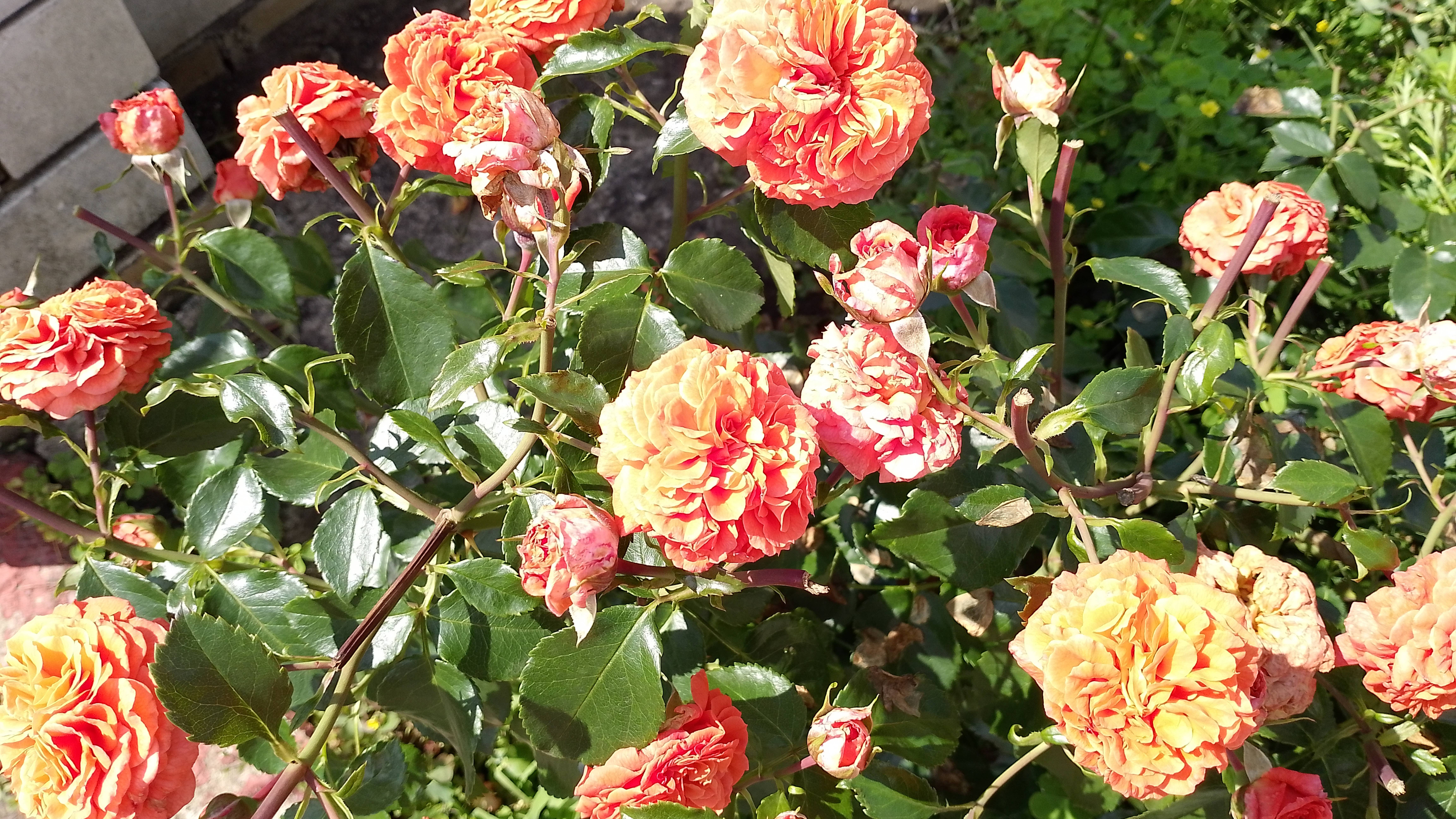 Цветочно- печальное видео. смотреть онлайн