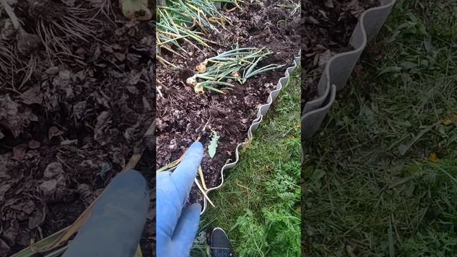 Собрала чеснок.Что надо сделать с урожаем.