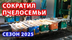 СОКРАТИЛ ПЧЕЛОСЕМЬИ