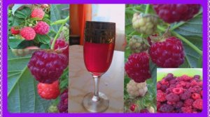 Малиновое вино! Ароматное и очень полезное!