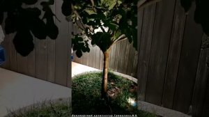 Вечерняя обрезка,обработка сада в Сочи🌴🕺