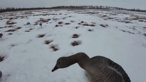 Серия 2 - Охота на гусей в якутии