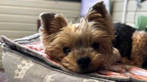 Мур-Мурка и волшебный ошейник. Часть 2