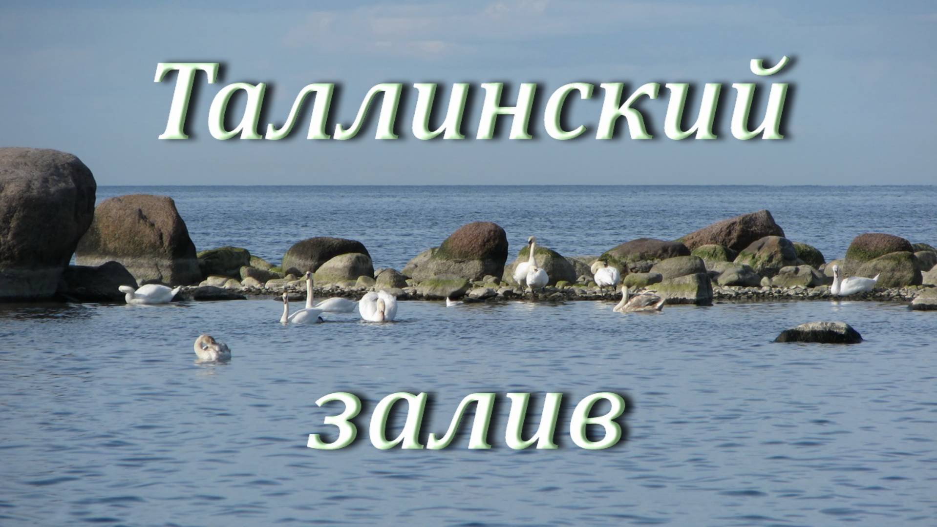 Птицы на Таллинском заливе / Ретровидео смотреть онлайн