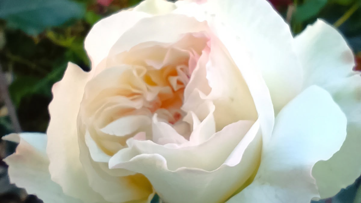 Прекрасная роза, всем хорошего дня смотреть онлайн