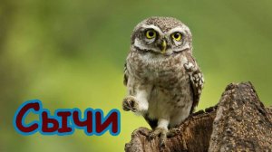 Сычи. Голос сыча. Виды сычей. голоса птиц России.