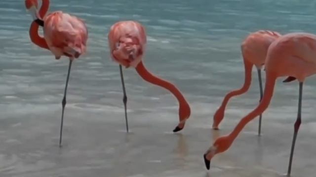 Гр.кино звезда смотреть онлайн