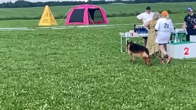 ВЕТЕРАНЫ КОБЕЛИ / КЧК САНКТ-ПЕТЕРБУРГ 12 июля`25 G.Stibel Моно немецких овчарок