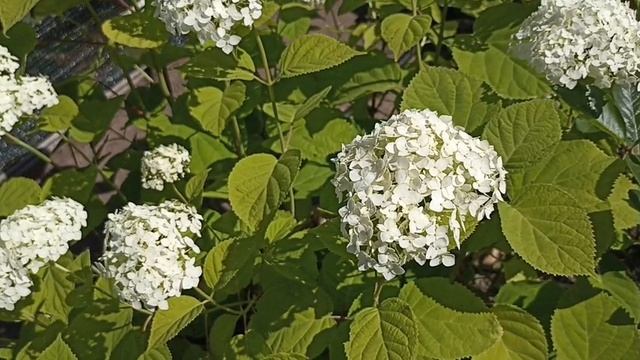 В моём цветнике зацвели молодые гортензии.