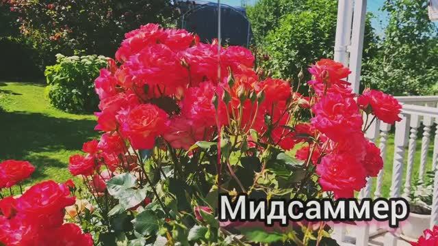Дача🏡Прогулка по июльскому саду 20.07.25г.🌹💕Ленобласть. смотреть онлайн