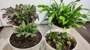 СРОЧНО ЛЕТОМ СДЕЛАЙ ТАК с ДЕКАБРИСТОМ и декабрист будет цвести круглый год