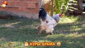 Куры Брама с лохматыми лапами прекрасные несушки (33)