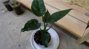 Алоказия клобучковая кукулата: пересадка и поиск клубней