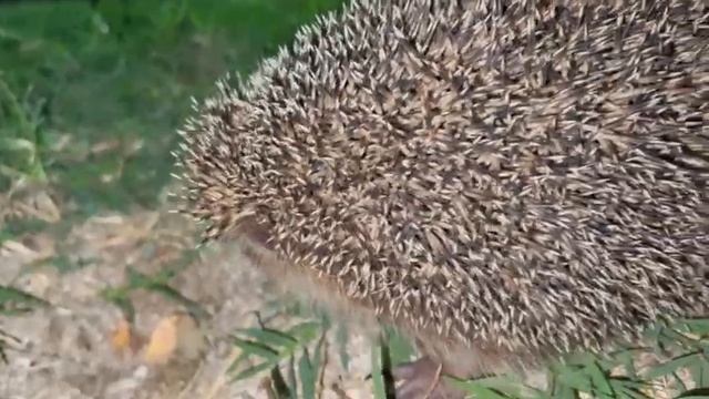 Ёжик – ночной житель у домиков кемпинга в Голубицкой смотреть онлайн