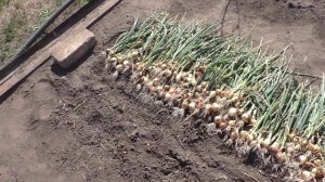 Урожайность лука севка сорта Халцедон