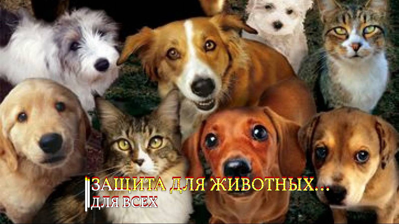 ЗАЩИТА ДЛЯ ЖИВОТНЫХ...ДЛЯ ВСЕХ смотреть онлайн