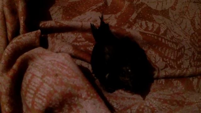 Птенец стрижа обживается на даче смотреть онлайн