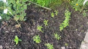 Привела цветник в порядок