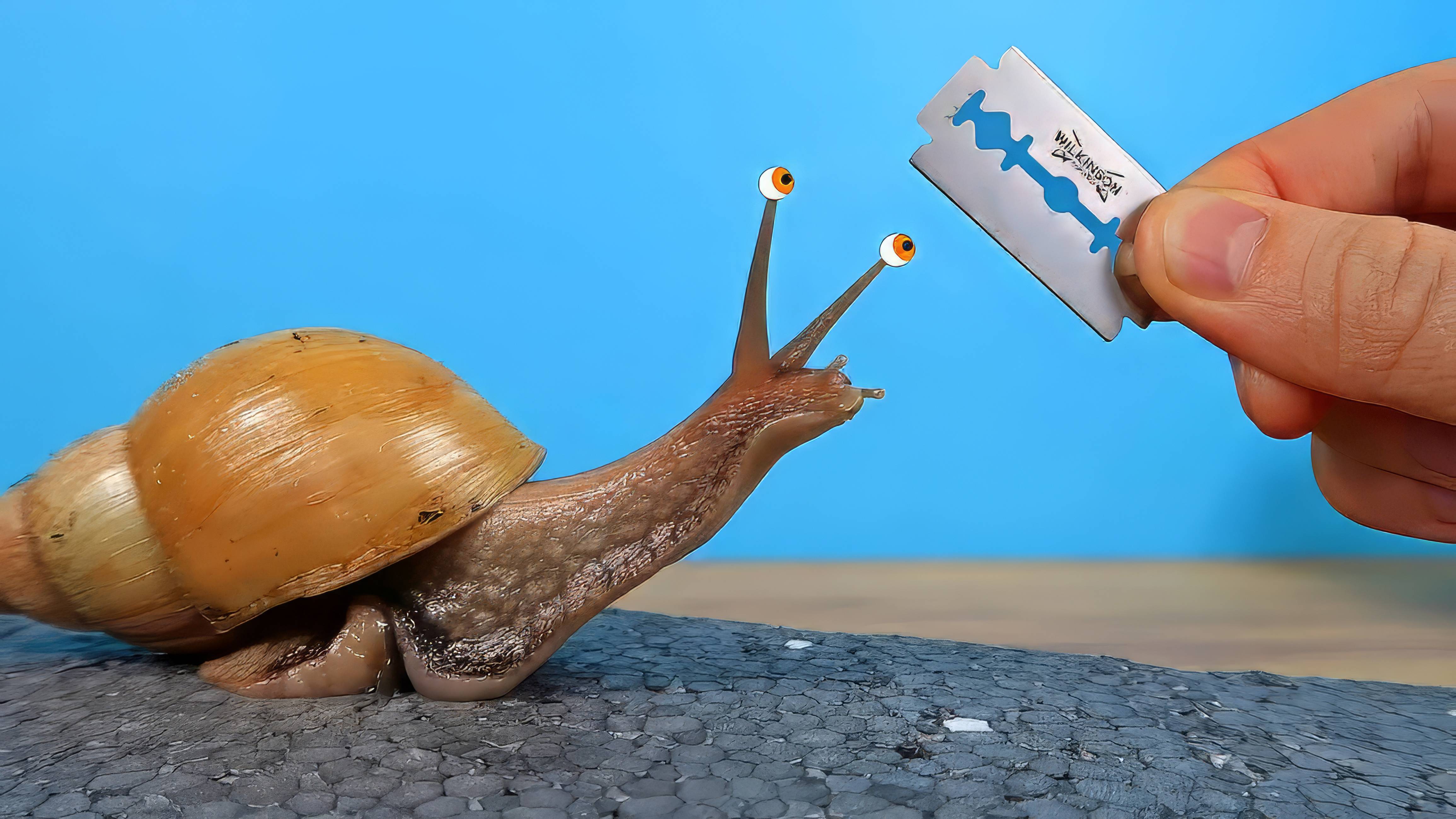 Улитка ахатина против лезвия бритвы! Я должен это проверить!