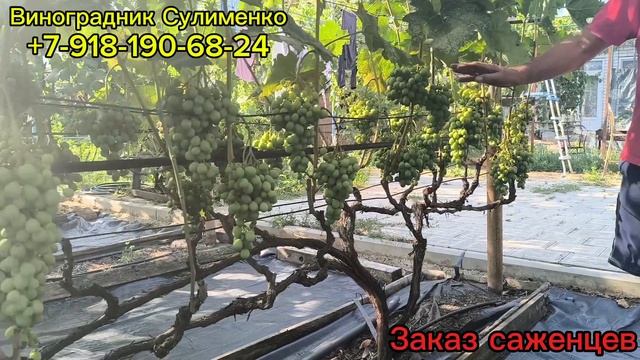 Первый созревающий виноград 2025г. Часть 1. смотреть онлайн