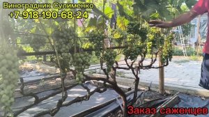 Первый созревающий виноград 2025г. Часть 1.