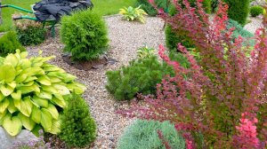 Растут не по дням........  Пересадки в рокарии.