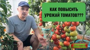 Подкормка томатов, которая [значительно] повысит урожай. Когда и чем подкормить помидоры!!!