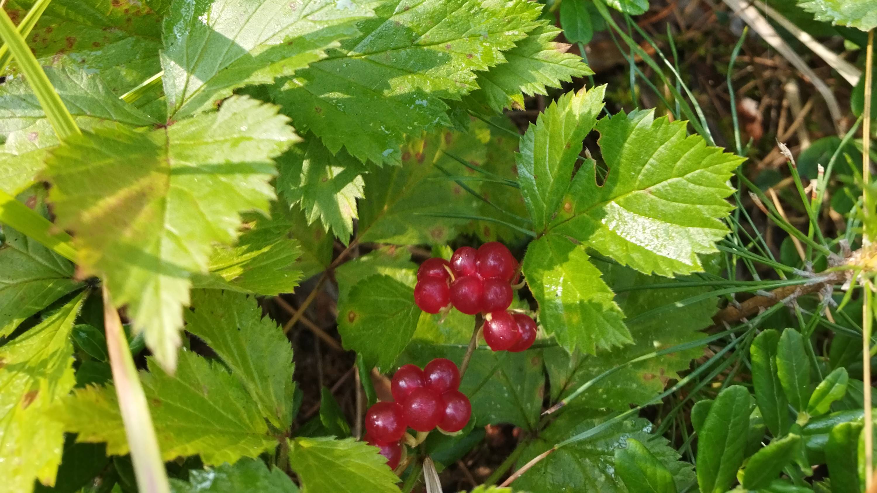 ЛЕСНЫЕ ЯГОДЫ смотреть онлайн