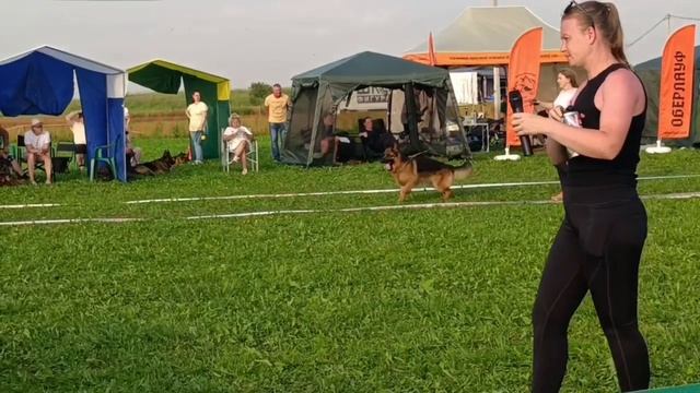 РАБОЧИЙ КОБЕЛИ / КЧК САНКТ-ПЕТЕРБУРГ 12 июля`25 G.Stibel Моно немецких овчарок