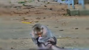 Макака отказала детёнышу в молоке . Что только...    1000024984.mp4