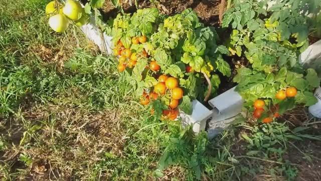 24 июля 2025 г. Прогулка по участку. смотреть онлайн