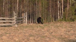 Медведь сделал сальто после попадания пули.