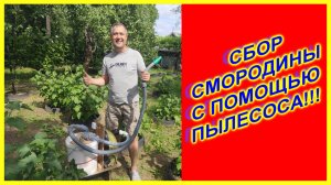 🔴Как быстро собрать Смородину🔴Легко и увлекательно🔴С помощью домашнего технического средства🔴