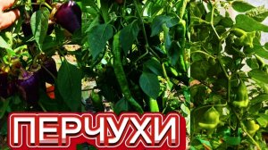 Перцы в открытом грунте в конце июля.