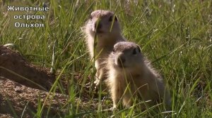 Животные острова Ольхон. Байкал. Документальный фильм