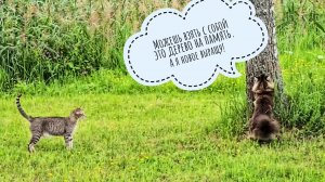 Прощальная прогулка кошки Морошки и Треугольного кота. У совы Кофи осы съели ужин. АСМР от ёжика