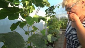 Ну шутник, позорит перед соседями 🤣