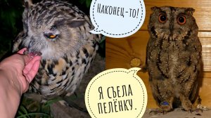 У совы Ёлки плотный ужин, а ёжик лишил приятного завтрака семью сорок!