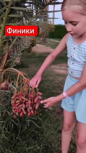 Так растут финики #egypt #финики смотреть онлайн