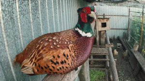 Вечернее пение фазанов. Крик фазана. Вольер с фазанами в Челябинске