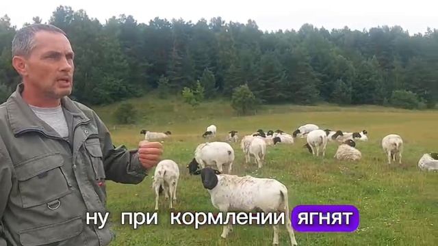 Ярки дорпер в продаже! Как купить ярку породы дорпер смотреть онлайн