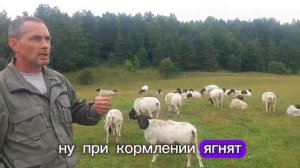 Ярки дорпер в продаже! Как купить ярку породы дорпер