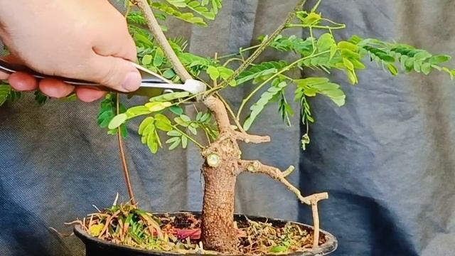 √6 леуцена светлоголовчатая