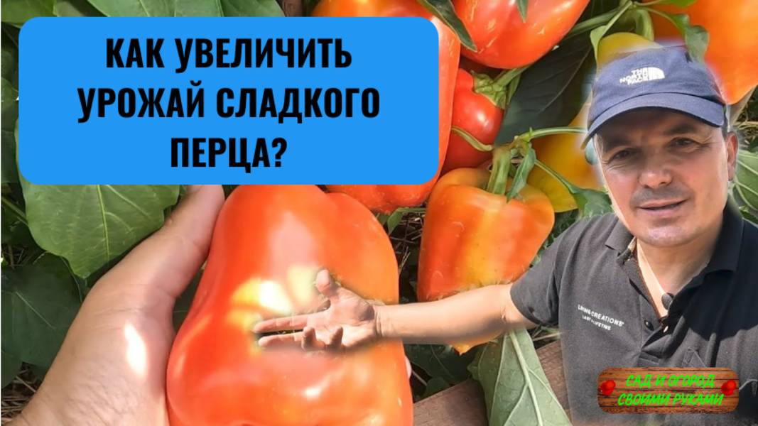Сладкий перец - вот почему у нас его всегда много! Наглядно!!! смотреть онлайн