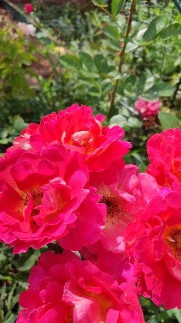 Розы кустовые парковые у нас на даче. смотреть онлайн