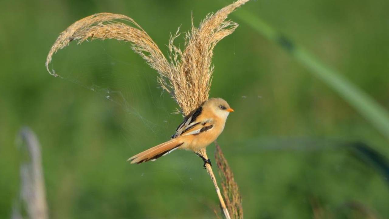 Усатые синицы. Молодые птицы ( Panurus Biarmicus )
