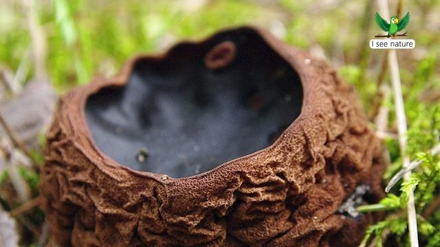 Редкие грибы России смотреть онлайн